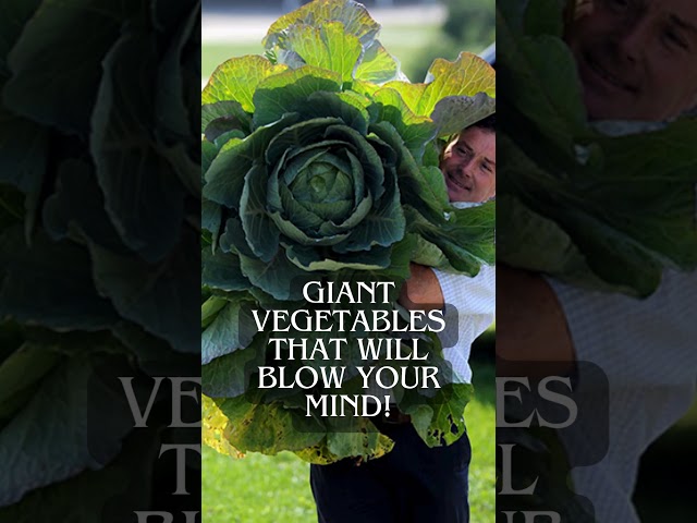 Giant Vegetables That Will Blow Your Mind! | Healthy Eating #shorts