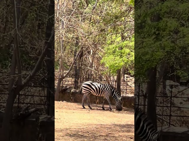 African Zebra Mysore Zoo #viral #video #viralvideo #shorts #status #youtube #youtubeshorts #yshorts