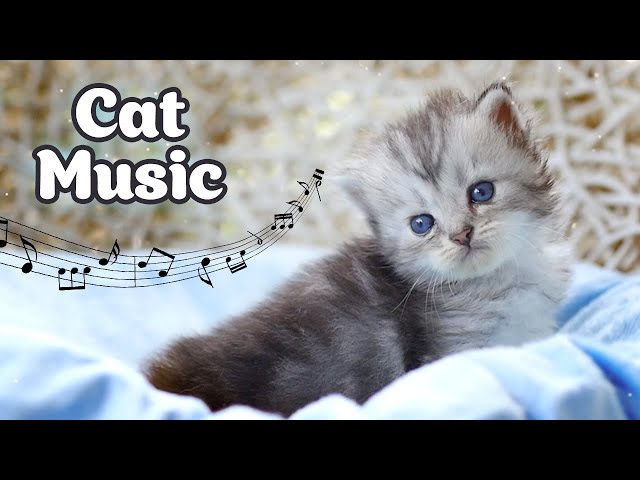 Calming Kitten Music at 528 Hz 🎵 Stress Relief and Good Mood for Cats