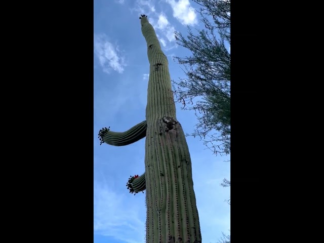 Bees Take Over Woodpecker Nest Hole in Saguaro Cactus #shorts #bees #insects #desertsouthwest