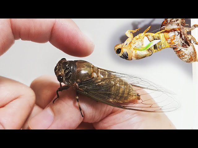 The process of making friends with a cicada