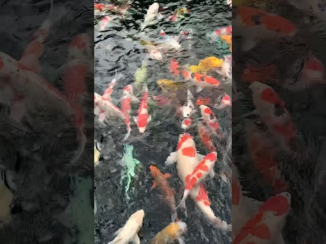 the biggest koi pond in asakusa tokyo japan