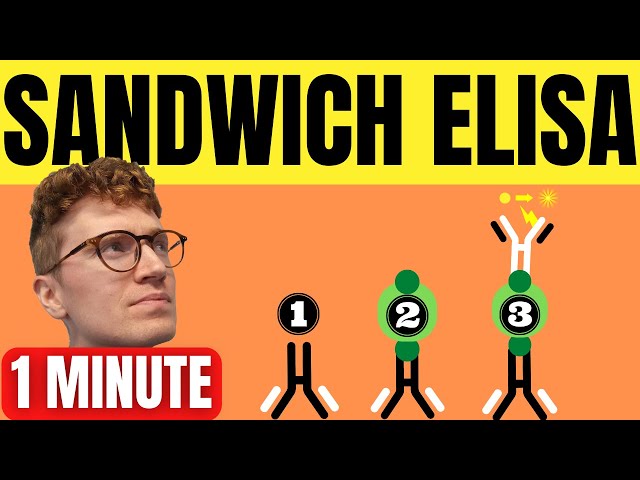 SANDWICH ELISA EXPLAINED IN 1 MINUTE