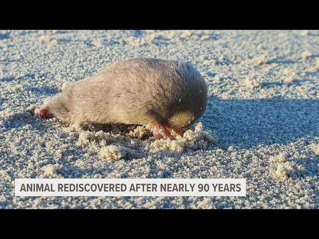 South Africa's golden mole rediscovered after nearly 90 years
