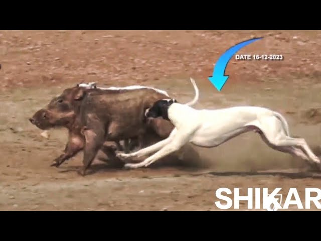 Soor ka shikar in Pakistan || hog hunting with dogs