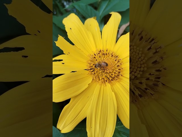 IN CAMP ALLEN BAGUIO CITY A BEE IS WORKING THE SUNFLOWER #viral #viralvideo #trending #subscribe