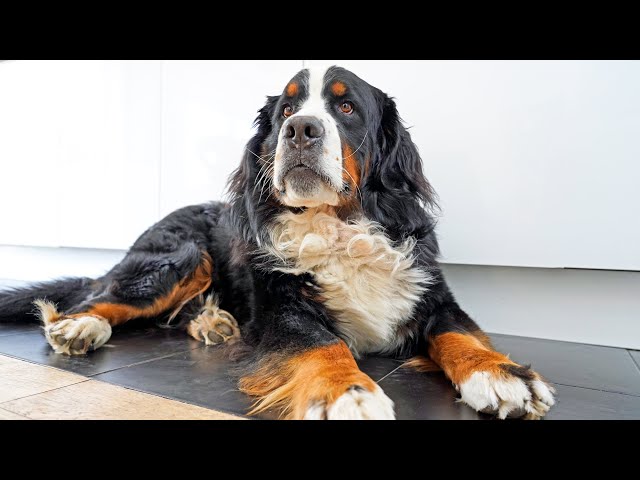 Spend a day with Bernese Mountain Dog | Dog Vlog