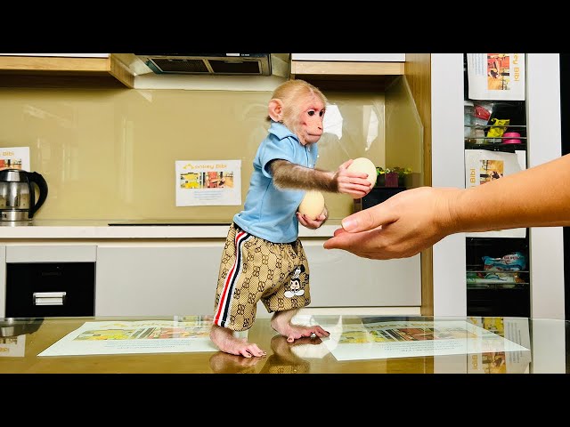 Super monkey! Bibi helps Dad boil eggs for a surprise!