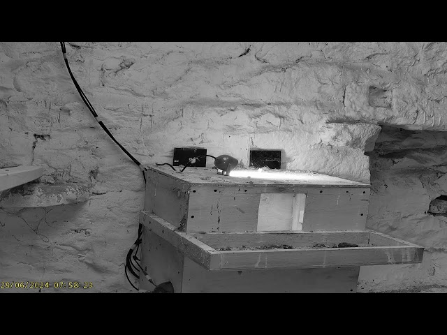 WFO Wildlife TV: 2 Barn Owl Box Outside🌙27/06/24