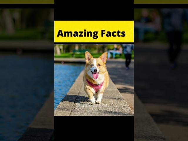 amezing animal facts 😱| #facts #animalfacts #shorts