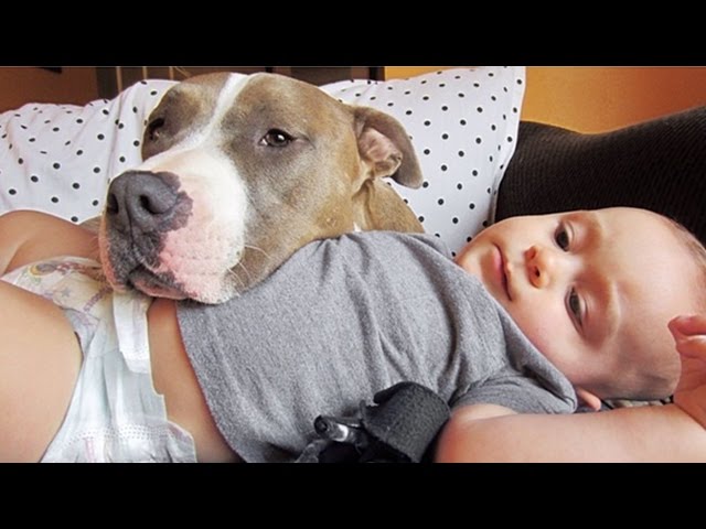 Cute Pitbull Dogs Loving And Playing With Babies Compilation 2016