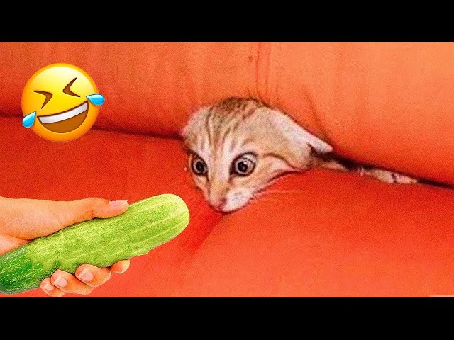 10 Mins Of Cats Love Food  🐱🐶 Funniest Animals 2024