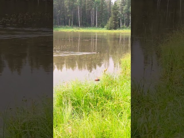 Beaver swimming part 2!