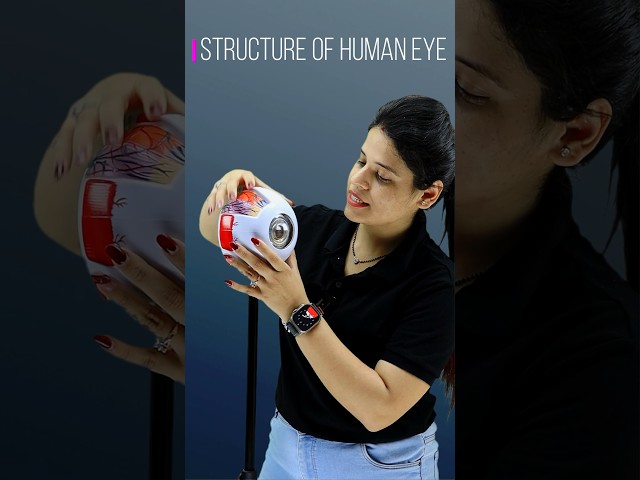 Structure of human eye 👁️ #learnwithmansi