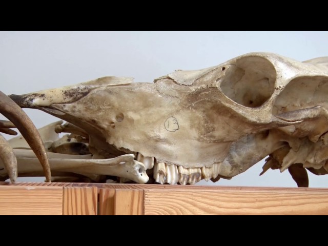Archeologie in Zuid-Holland: Dierlijke botten en hun verhaal