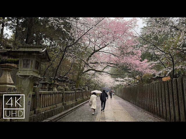 4k ASMR | Walking in the Rain in Kotohiragu Shrine | Binaural Rain Sounds | for Sleep and Study
