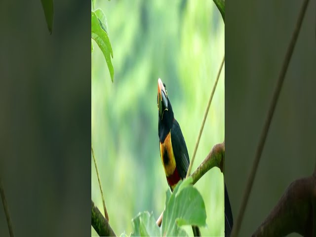 Relaxing Bird Sounds in amazon rainforest jungle