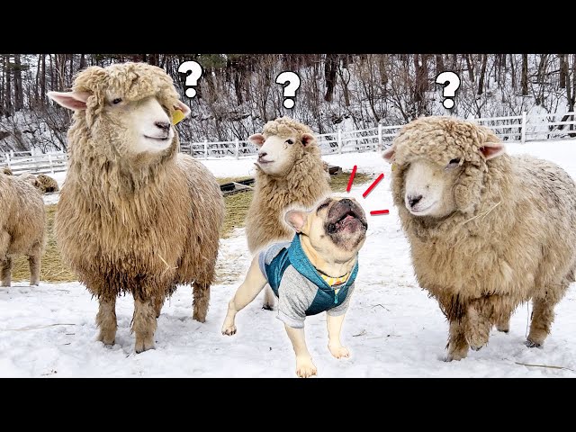 Dog Has Complete MELTDOWN When Meets Sheep For The First Time