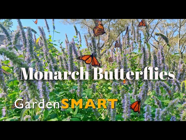 Butterflies And Pollinator Gardens