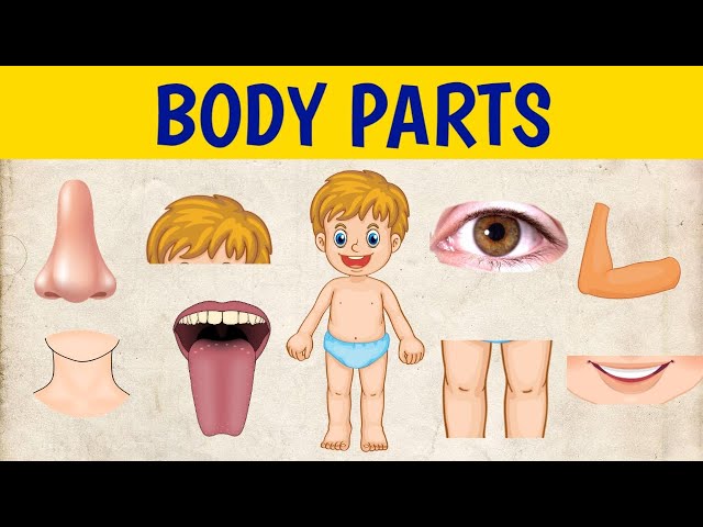 Learn Body Parts | Body Parts | Body Parts for Kids | Parts of Body With Spelling
