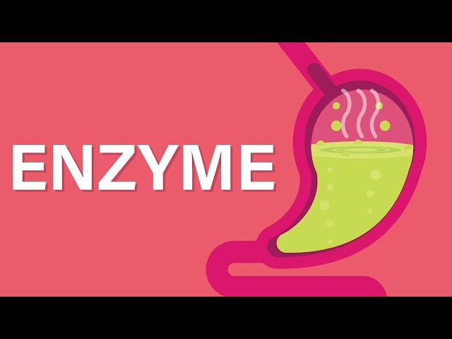 What is an Enzyme | Enzyme Kia Hain? | Free Animated Education | Urdu/Hindi