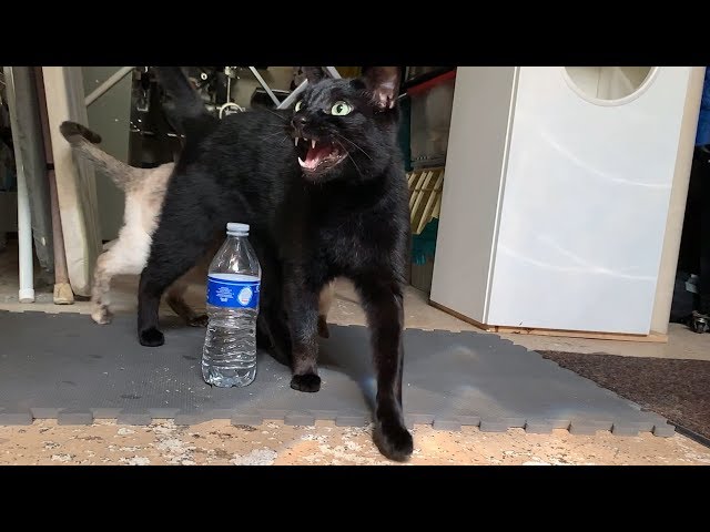 Cat vs Bottle Cap Challenge
