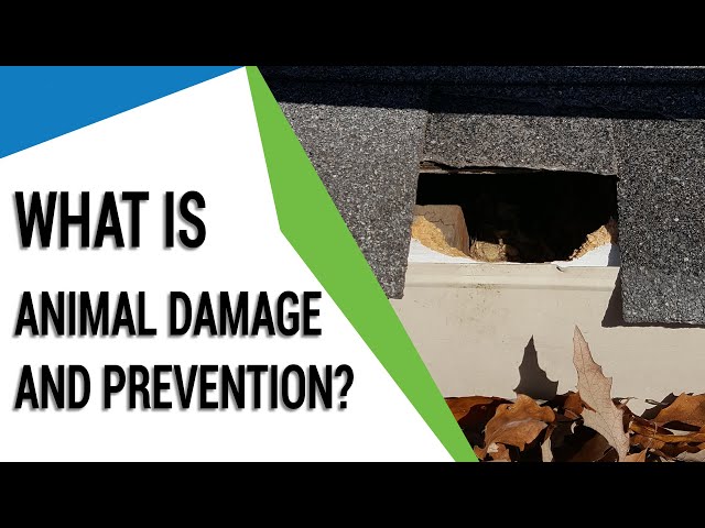 What Is Animal Damage and Prevention?
