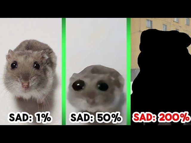 Sad Hamster Becomes More Sad