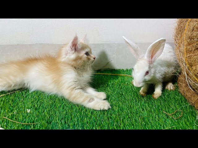 Funniest Animals 2024 😂 Best Funny Cats Videos 😻🐶 Part 2