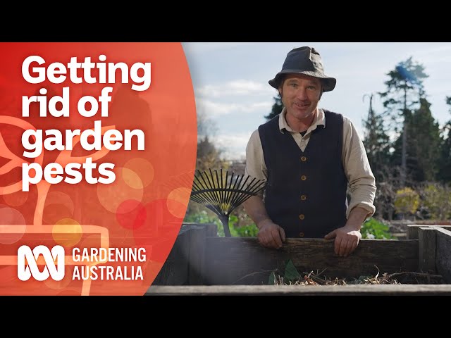 How to protect your vegetable garden from animals | Pest and Disease Control | Gardening Australia