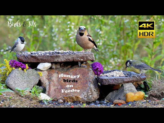 Birds & tits: Hungry birds compilation - 4K HDR - CATs tv - RELAX