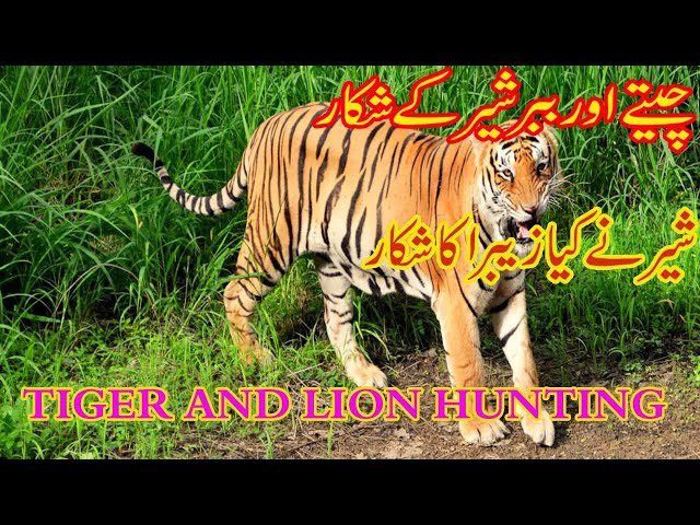 Tiger And Lion Hunting / Lion Hunting Zebra