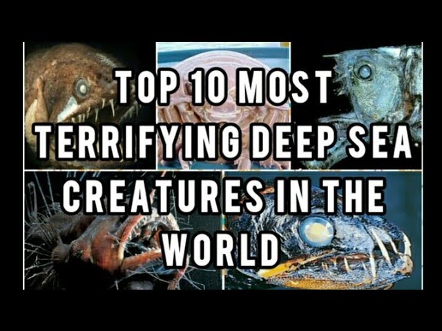 Top 10 Killer Deathlest😱Terrifying Deep⚠️Sea Creatures in The World🌏