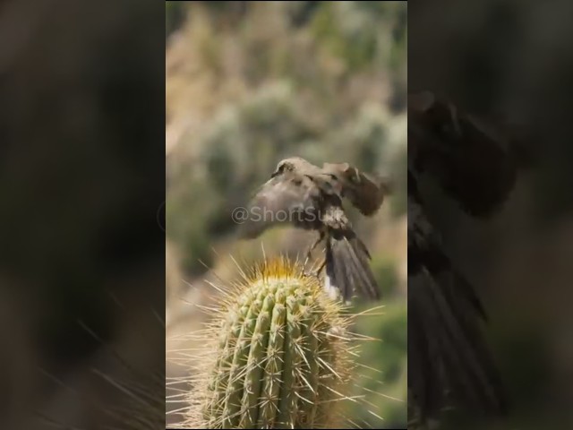 🌵 Cactus Killer Parasite In Bird Popo #shorts #mockingbird