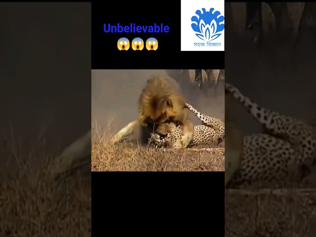 Leopard became Lion's pray | 💥💥 Wonderful Animal Kingdom 22 💥💥 #short #trending #shorts