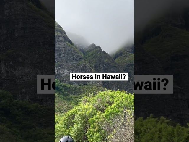 Has anyone ever sat on a horse in Hawaii? #horse  #hawaii #funny #fail #outside  #beach