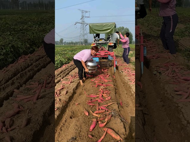 Freshly dug sweet potatoes from the sand #potato #farming #agriculture