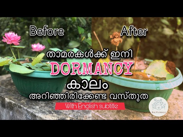 DORMANCY (With english subtitle)