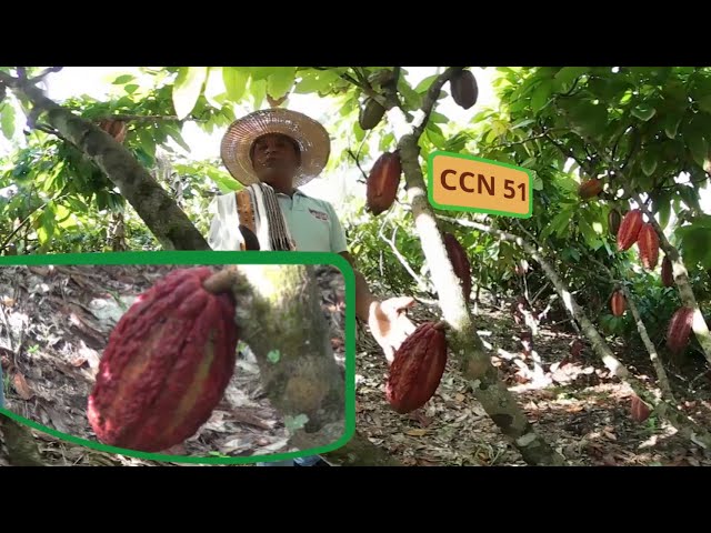 Beneficio del Cacao - Urabá Antioqueño - vídeo 360