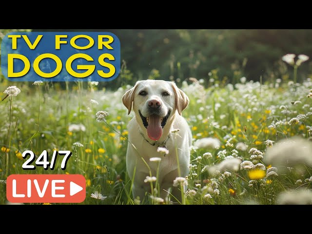 🔴[LIVE] Dog Music🐶Relaxation Music to Calm Your Dog🎵Separation Anxiety Relief Music💖Dog Sleep