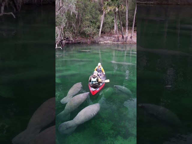 Blue Spring State Park Florida , Official Manatee count!