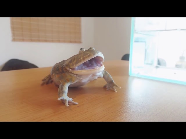 frog reeee when a normie touch him