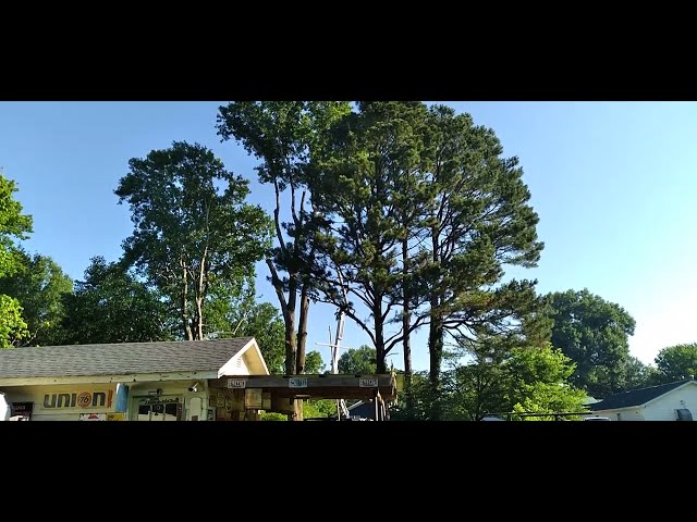 Barker Tree Service Cuts Down A Tall, Tall Tree 🌳