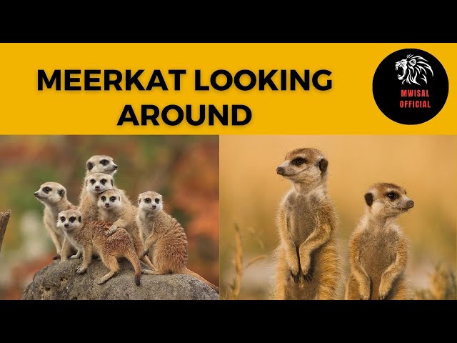 Meerkat looks around | magic meerkat moments | Drongo Birds Tricks Meerkats
