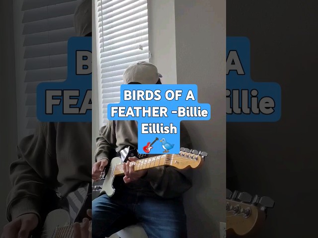 BIRDS OF A FEATHER #billieeilish #newmusic #guitarsolo #fender #coachella #guitarcover #pitvipers