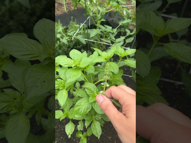 Grow Larger Basil Plants by Doing This Simple Task!