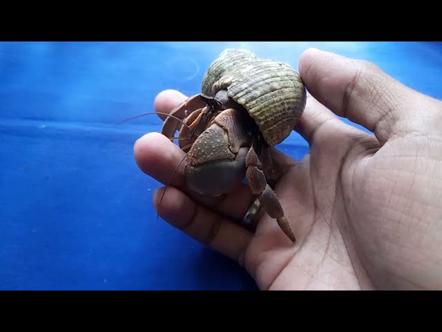 Pengetahuan Umum Tentang Kelomang/Hermit Crab | @buhariAbs