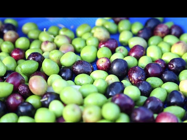 Success of Olive Oil Farming & Processing Japan | Olive Oroducts Japanese Agriculture Money Making