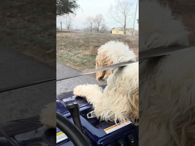 Chippy is a Barking Hood Ornament~ He sees his family on his morning run ~ Country Dog ~ Happy Dog