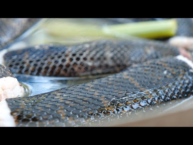 Big Snake Cooking New Video - Wilderness Food